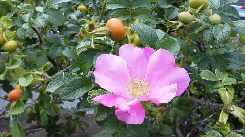 ローズヒップGET ^0^